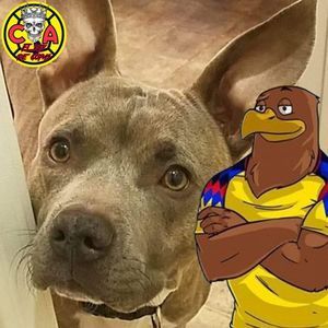 Meet your Posher, Martinez